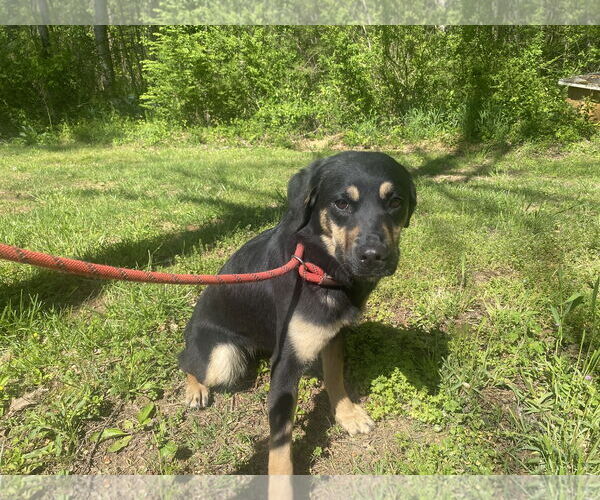 Medium Photo #1 Shepradors Puppy For Sale in Sparta, TN, USA