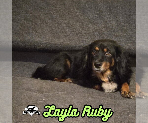 Medium Photo #29 Dachshund-Unknown Mix Puppy For Sale in San Antonio, TX, USA