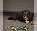 Small Photo #29 Dachshund-Unknown Mix Puppy For Sale in San Antonio, TX, USA
