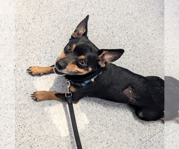 Medium Photo #4 Chipin Puppy For Sale in Monkton, MD, USA