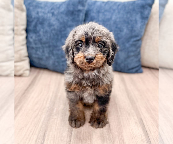 Medium Photo #2 Bernedoodle (Miniature) Puppy For Sale in DUNDEE, OH, USA