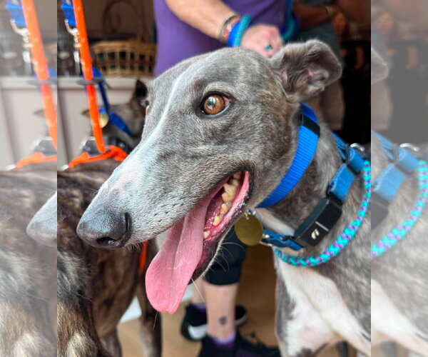 Medium Photo #2 Greyhound Puppy For Sale in Cherry Hill, NJ, USA