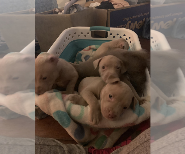 Medium Photo #5 American Pit Bull Terrier Puppy For Sale in WILLOW SPRING, NC, USA
