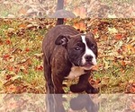 Small Photo #15 Olde English Bulldogge Puppy For Sale in KANSAS CITY, MO, USA