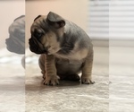Small Photo #12 French Bulldog Puppy For Sale in ELK GROVE, CA, USA
