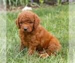 Small #2 Miniature Labradoodle