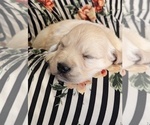 Small Photo #13 Golden Retriever Puppy For Sale in GREENCASTLE, PA, USA