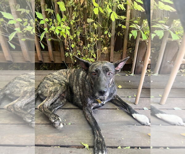 Medium Photo #6 Holland Shepherd-Unknown Mix Puppy For Sale in Sandy, UT, USA