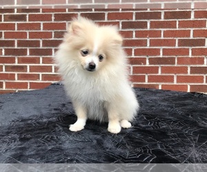 Pomeranian Puppy for sale in DAWSONVILLE, GA, USA