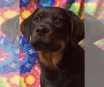 Small Photo #4 Rottweiler Puppy For Sale in REMER, MN, USA