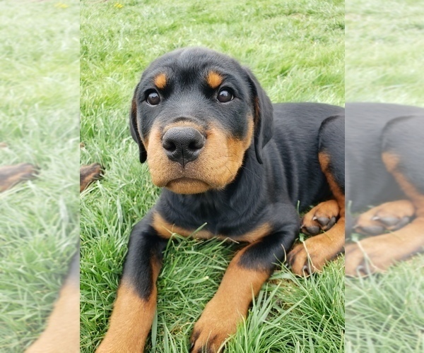 Medium Photo #8 Rottweiler Puppy For Sale in STEUBENVILLE, OH, USA