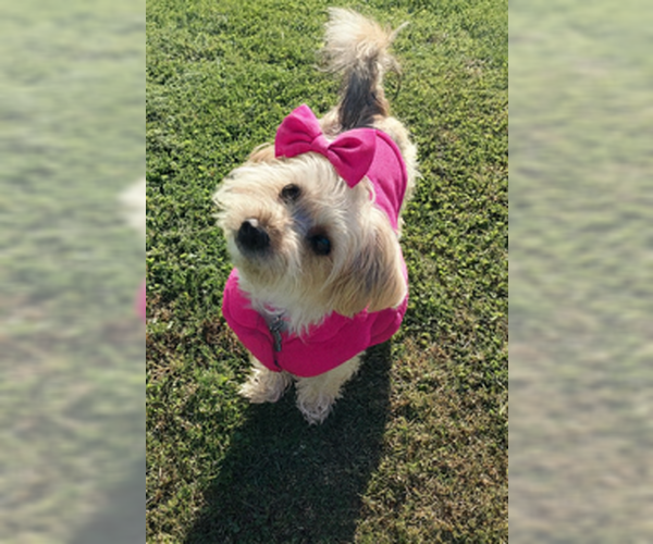 Medium Photo #9 Mutt Puppy For Sale in Allentown,, PA, USA