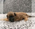 Small Photo #4 Zuchon Puppy For Sale in NEW YORK MILLS, MN, USA