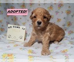 Puppy 2 Maltipoo-Poodle (Miniature) Mix