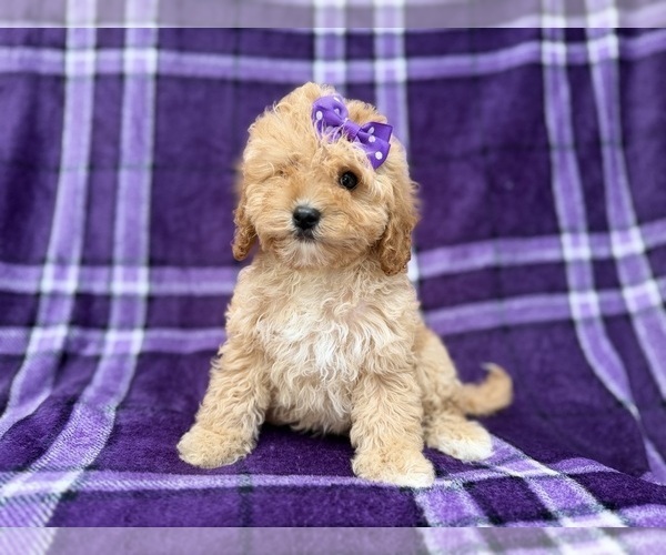 Medium Photo #5 Cavapoo (Miniature) Puppy For Sale in LAKELAND, FL, USA