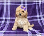 Small #4 Cavapoo (Miniature)