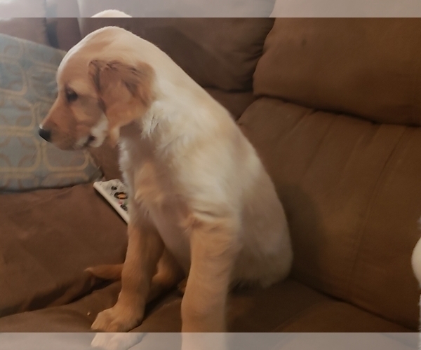 Medium Photo #20 Golden Retriever Puppy For Sale in CLAREMORE, OK, USA