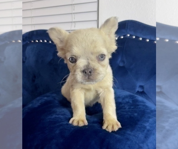 Medium Photo #22 French Bulldog Puppy For Sale in SANTA FE, NM, USA
