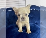 Small Photo #22 French Bulldog Puppy For Sale in SANTA FE, NM, USA