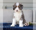 Small Bernedoodle (Miniature)