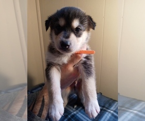 German Shepherd Dog-Siberian Husky Mix Puppy for sale in DALE, NY, USA