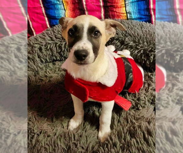 Medium Photo #1 Mutt Puppy For Sale in Minneapolis, MN, USA