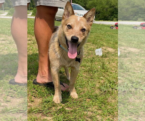 Medium Photo #5 Mutt Puppy For Sale in Garden City, NY, USA