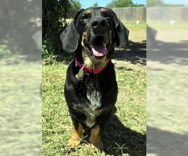 Medium Photo #3 Basset Hound-German Shepherd Dog Mix Puppy For Sale in Deepwater, NJ, USA