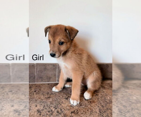 Medium Photo #1 Mountain Cur-Unknown Mix Puppy For Sale in Foristell, MO, USA