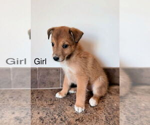 Mountain Cur-Unknown Mix Dogs for adoption in Foristell, MO, USA