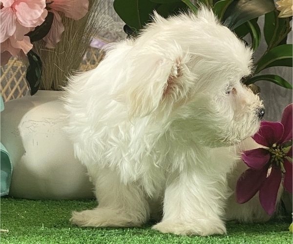 Medium Photo #4 Maltese Puppy For Sale in CANOGA, NY, USA