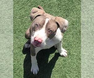 American Pit Bull Terrier-Unknown Mix Dogs for adoption in Rockwall, TX, USA