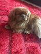 Small Photo #1 Tibetan Spaniel Puppy For Sale in ROSEVILLE, CA, USA