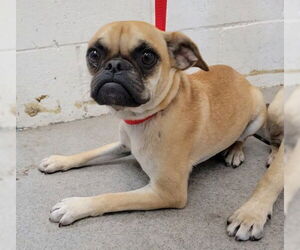 Pug Dogs for adoption in San Bernardino, CA, USA
