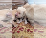 Small #10 English Cream Golden Retriever