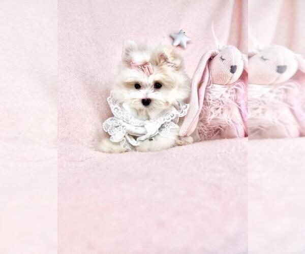 Medium Photo #6 Maltese Puppy For Sale in FORT LAUDERDALE, FL, USA