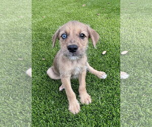 Australian Shepherd-Unknown Mix Dogs for adoption in Royal Palm Beach, FL, USA