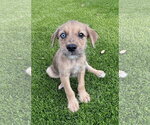 Small Australian Shepherd Mix