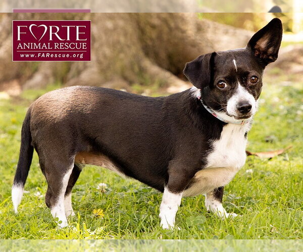 Medium Photo #6 Chiweenie Puppy For Sale in Marina del Rey, CA, USA