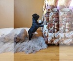 Small Photo #20 French Bulldog Puppy For Sale in MINNEAPOLIS, MN, USA