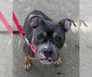 Dolly - Female Mutt Dog for Adoption - Photo #3