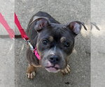 Small Photo #3 Mutt Puppy For Sale in Rootstown, OH, USA