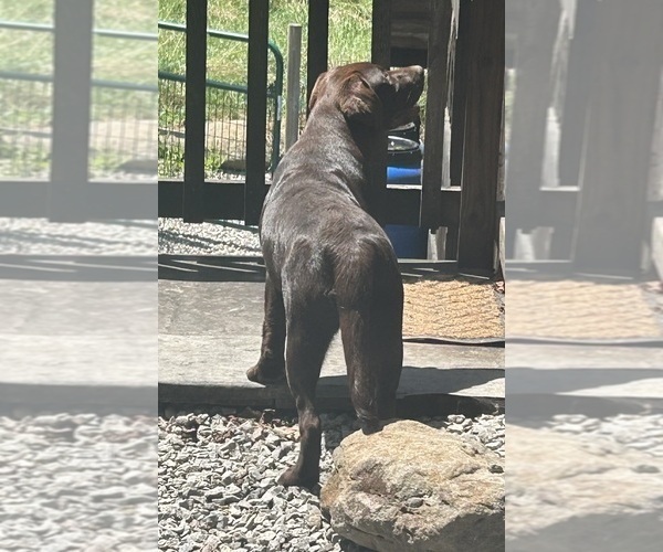 Medium Photo #4 Labrador Retriever Puppy For Sale in FENELTON, PA, USA