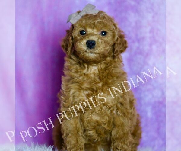 Medium Photo #14 Poodle (Toy) Puppy For Sale in WARSAW, IN, USA
