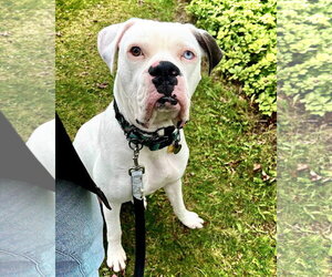 Boxer Dogs for adoption in Dumont, NJ, USA