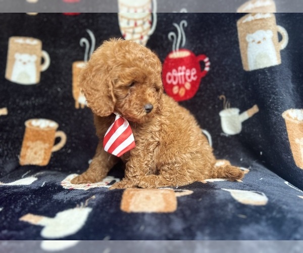 Medium Photo #6 Cavapoo Puppy For Sale in LAKELAND, FL, USA