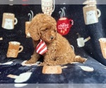 Small #5 Cavapoo