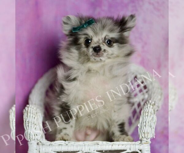 Medium Photo #30 Pomeranian Puppy For Sale in WARSAW, IN, USA