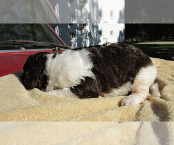 Medium Photo #2 Bernedoodle Puppy For Sale in BIG ROCK, IL, USA
