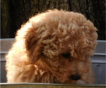 Puppy Pink Goldendoodle mix (+ Poodle Miniature)